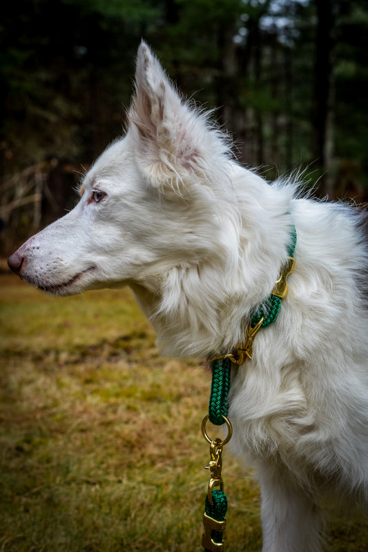 Canis Slip Collar - Brass - Hunter Green SS