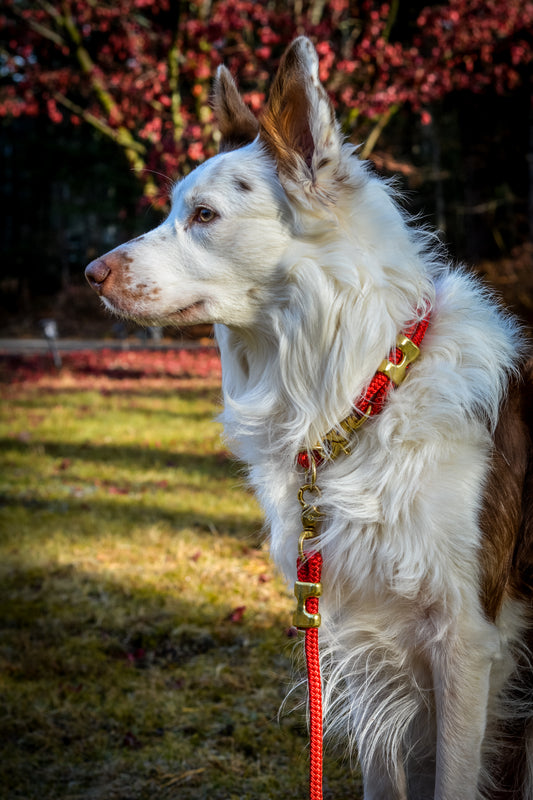 Canis Slip Collar - Brass - Red SS