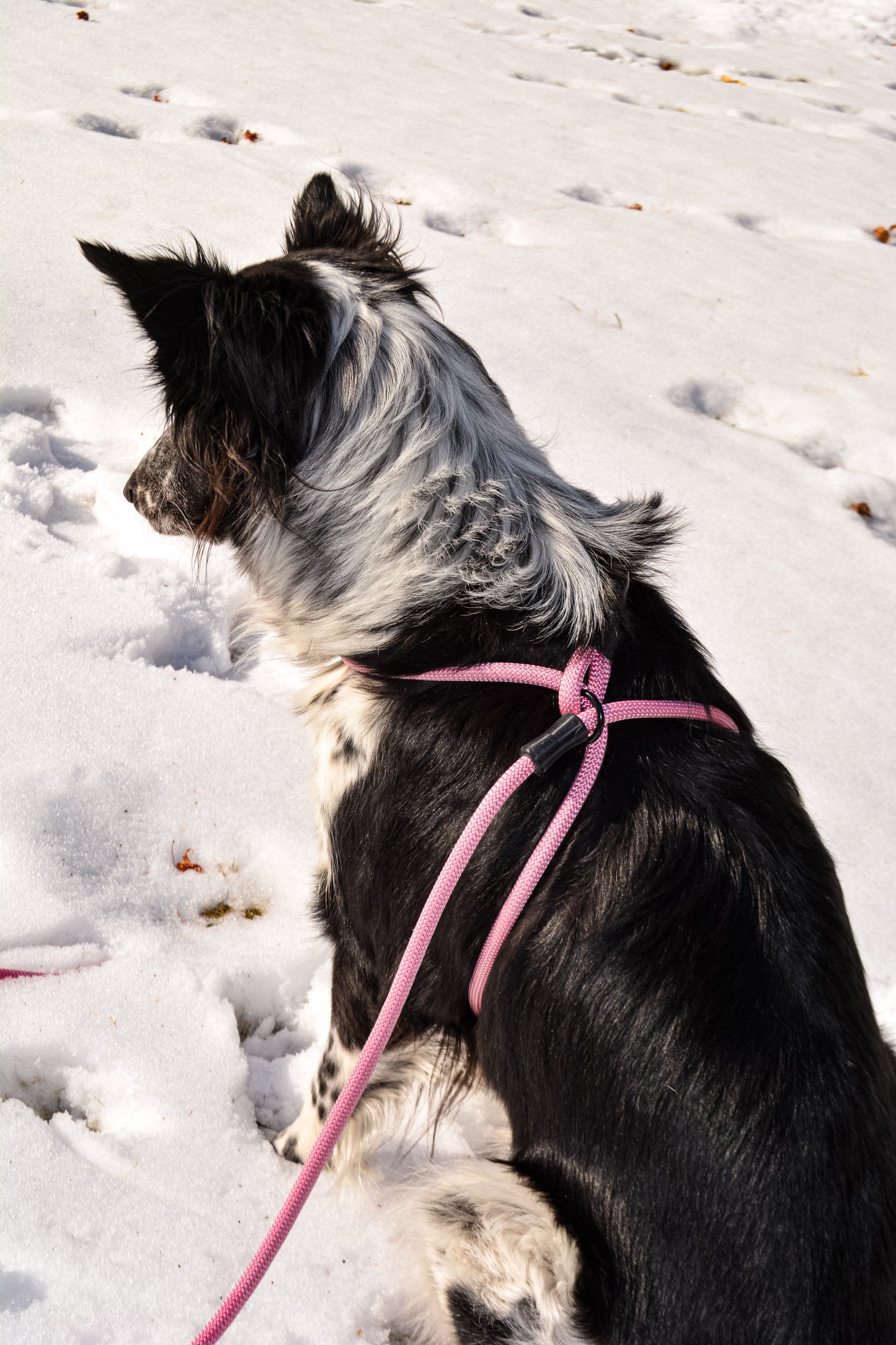 Canis Rope Harness - ES