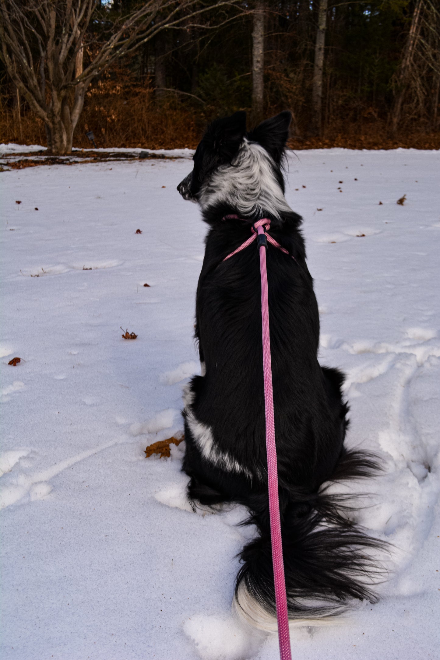Canis Rope Harness - ES