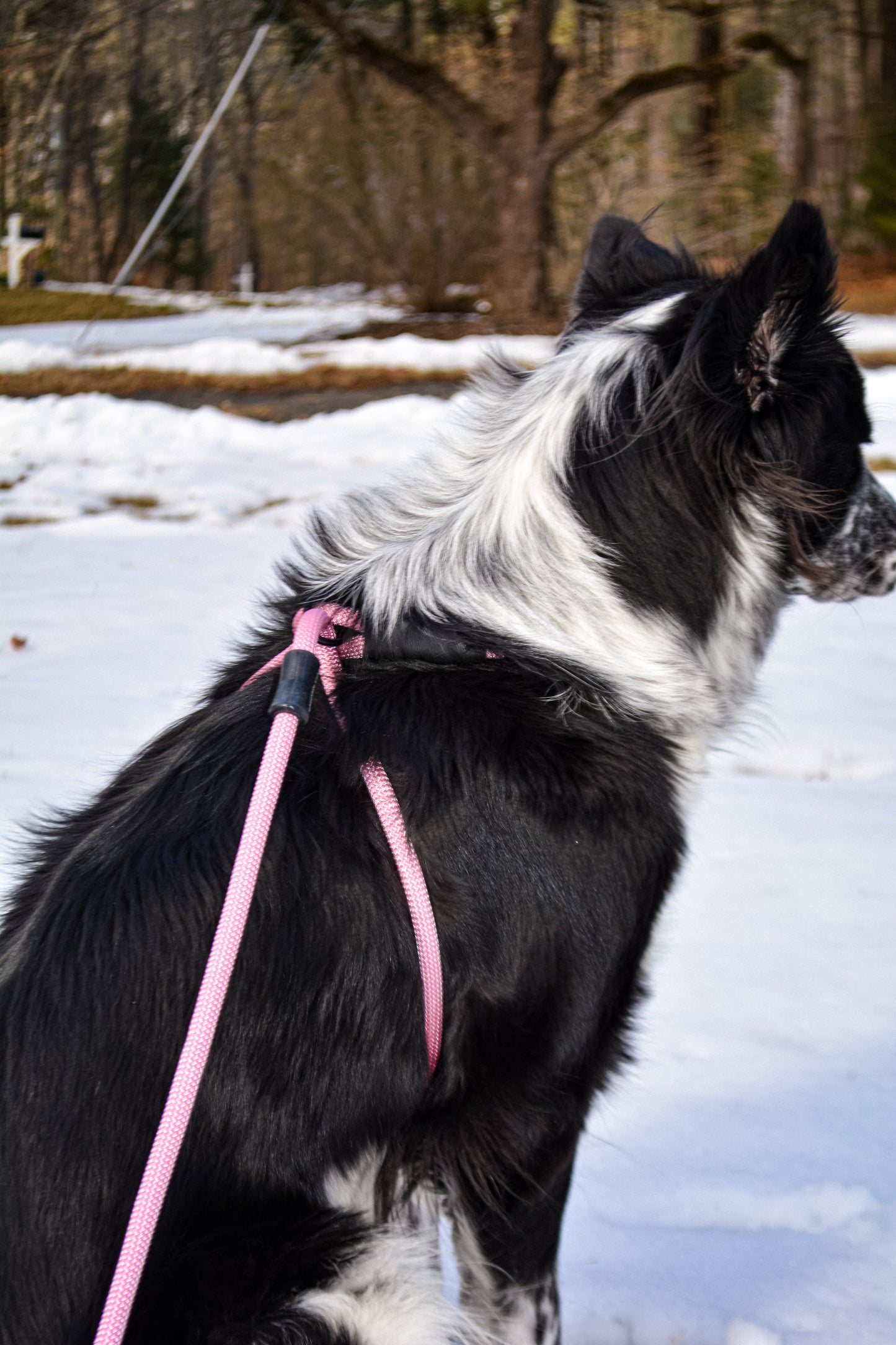 Canis Rope Harness - ES