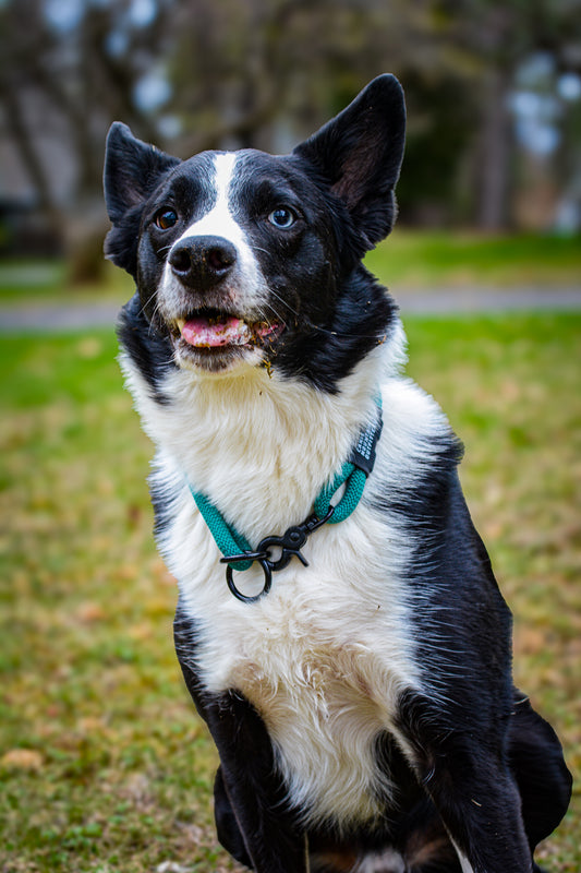 Canis Slip Collar - ES - Limited - Marine