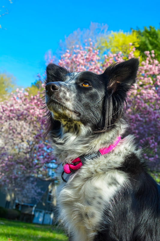 Canis Slip Collar - ES - Limited - Magnolia