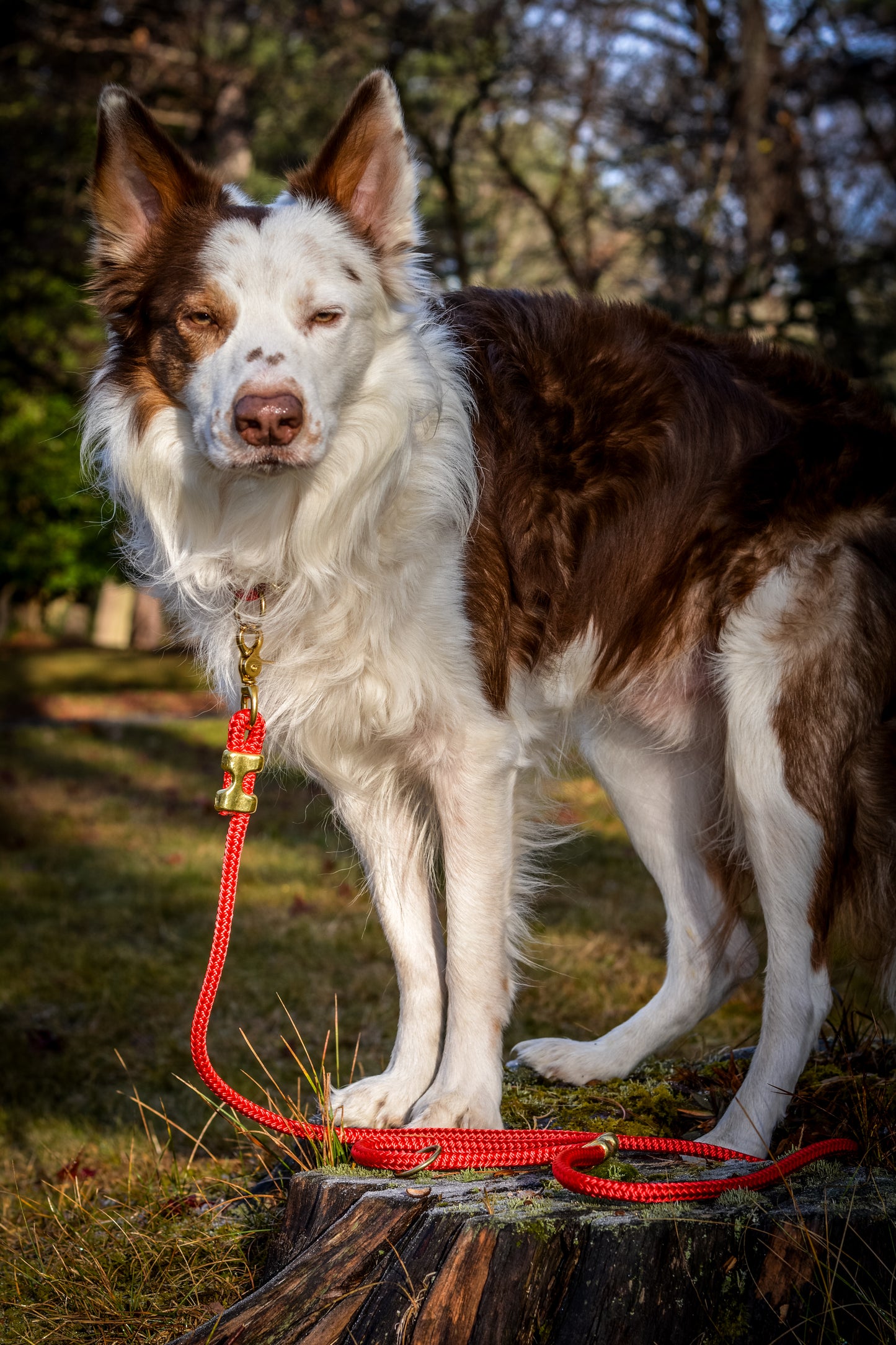 Canis Clip Lead - Brass - Red SS