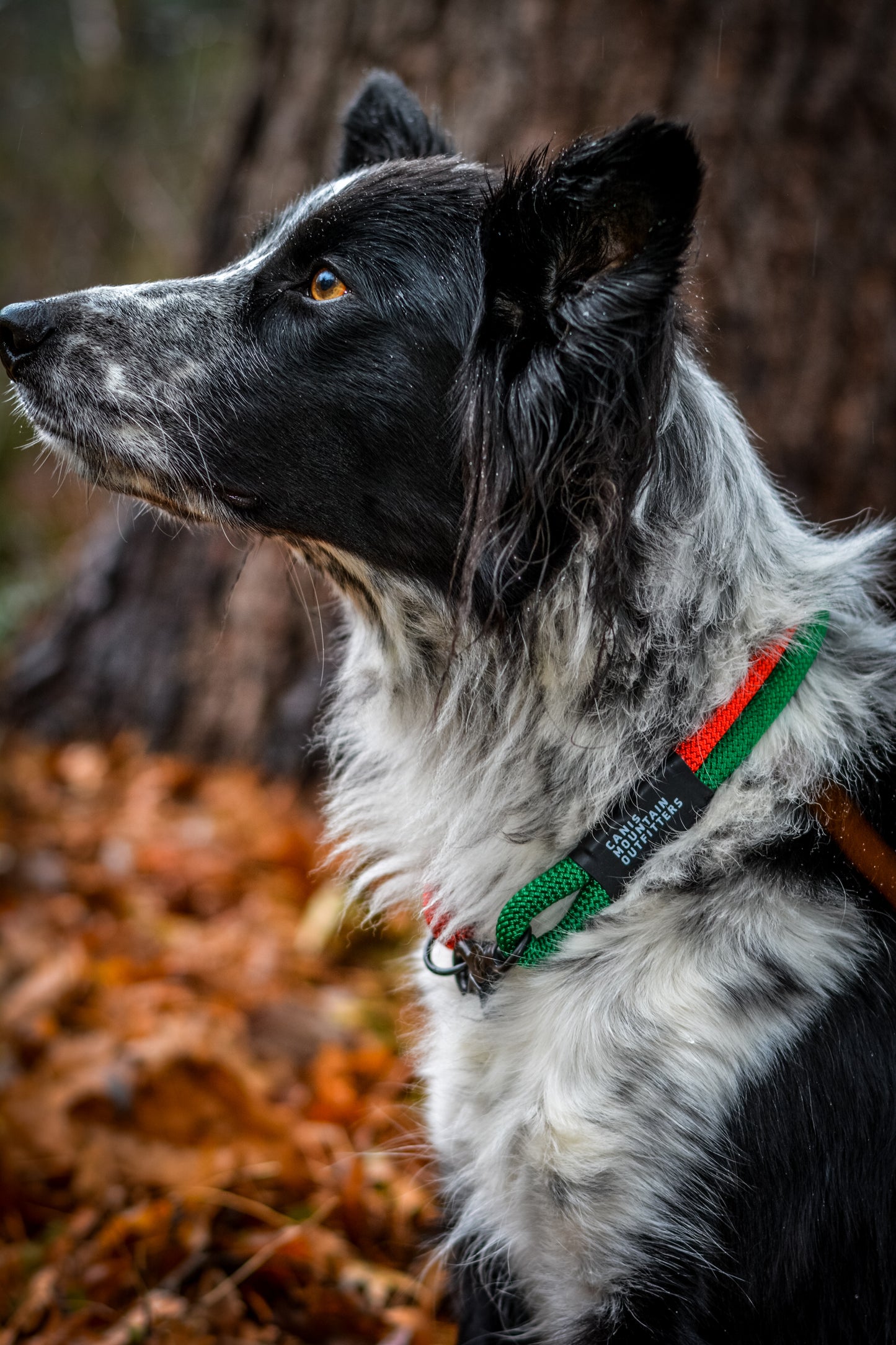 Holiday Two-tone Canis Clip Collar - ES