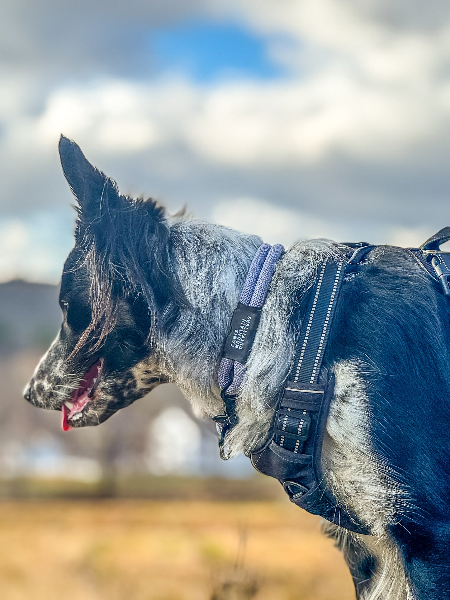 Canis Slip Collar - ES - Limited - Iced Wisteria