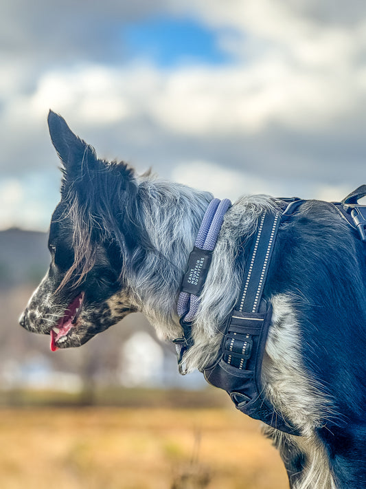 Canis Slip Collar - ES - Limited - Iced Wisteria