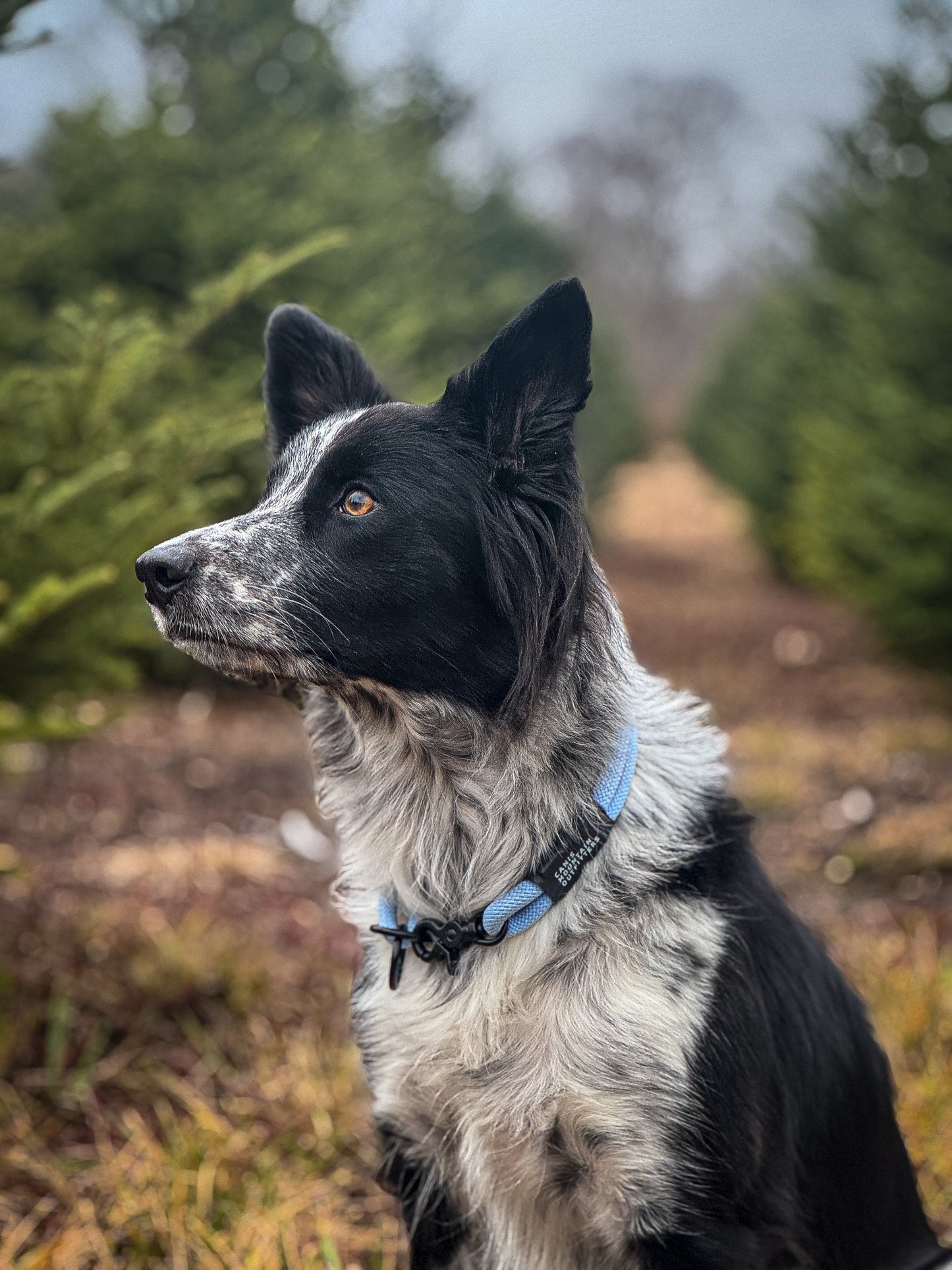 Canis Slip Collar - ES - Limited - Polar Ice