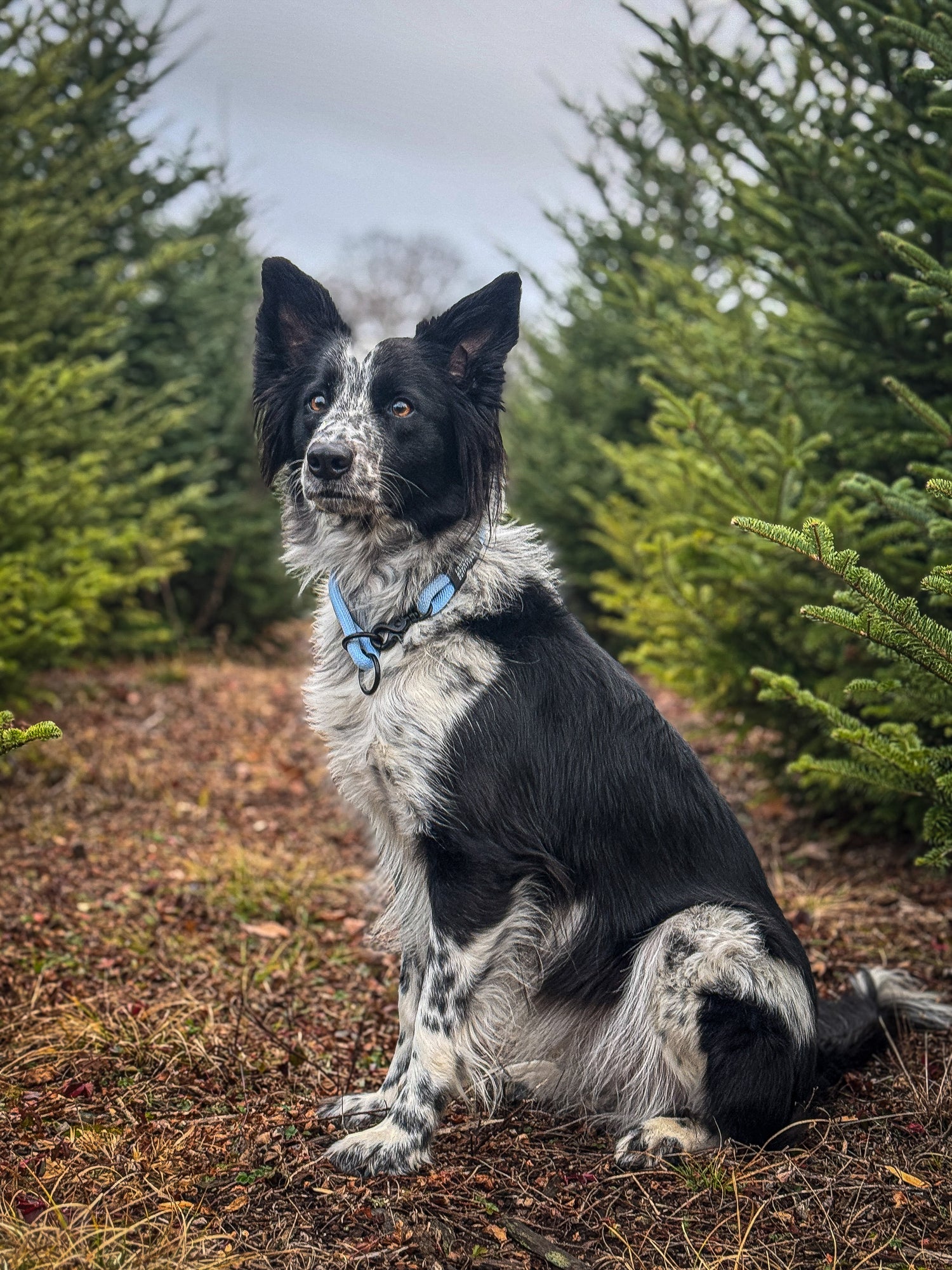 Canis Mountain Outfitters
