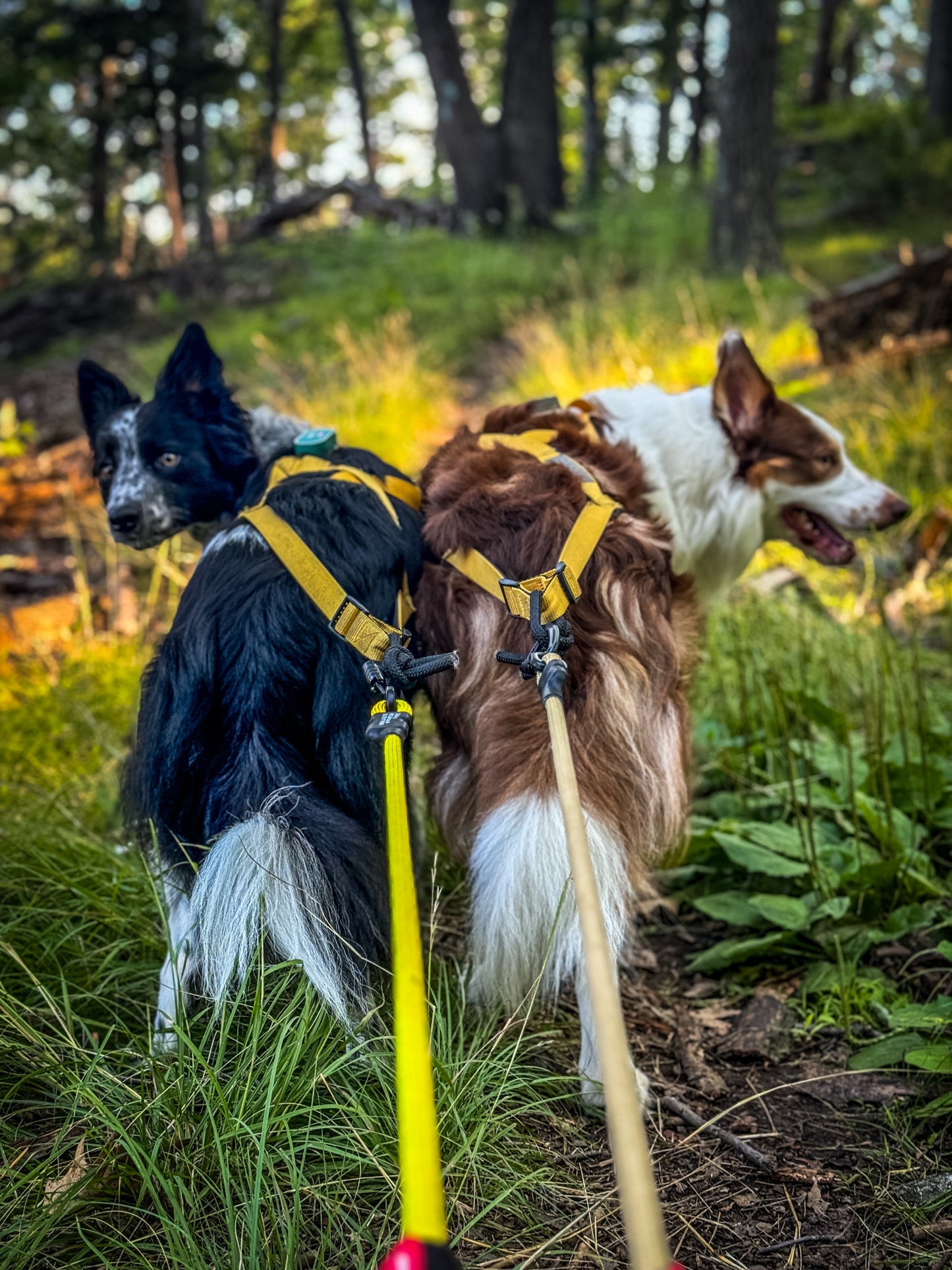 Canicross Harness