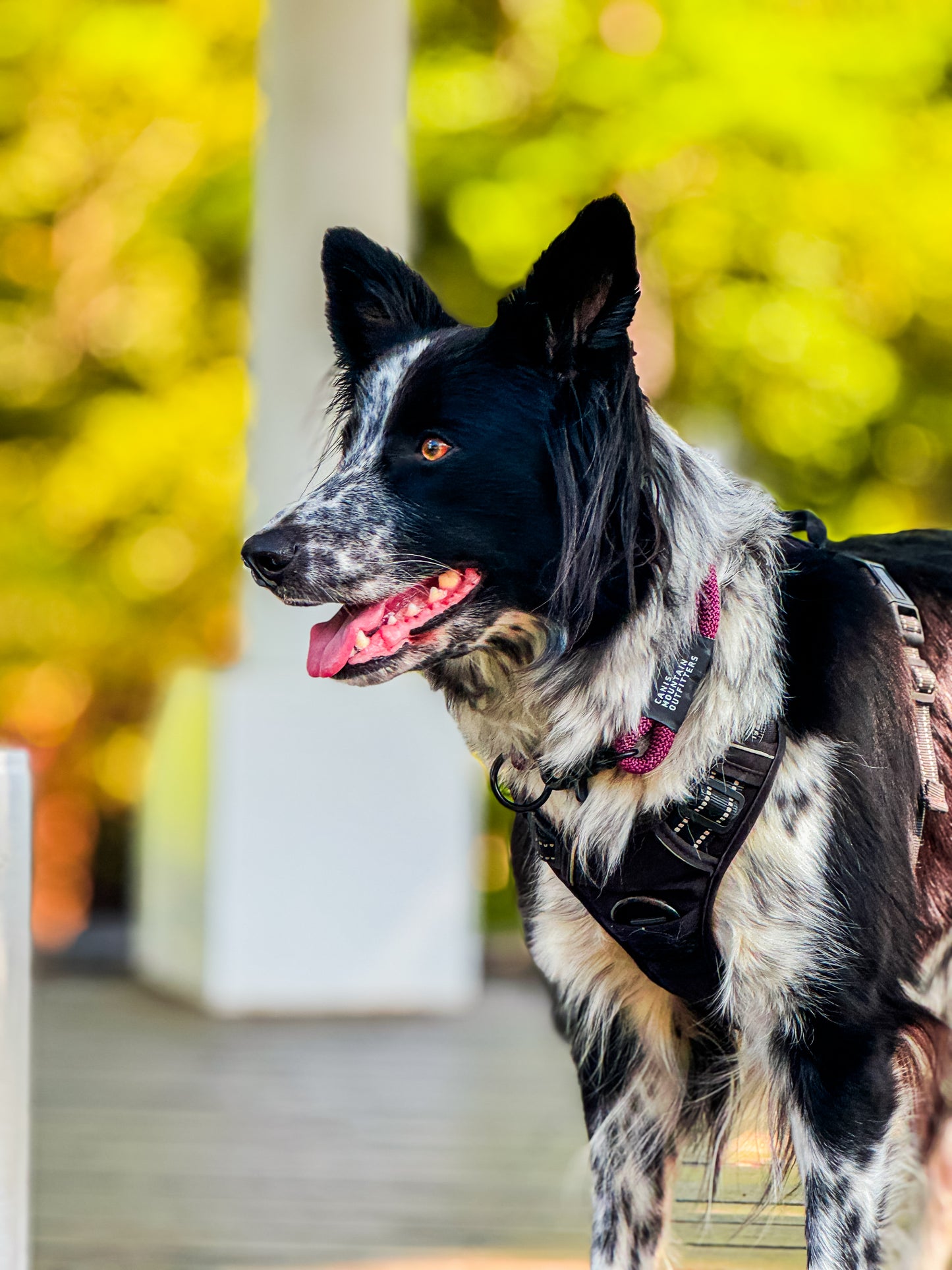 Canis Slip Collar - ES - Limited - Grape