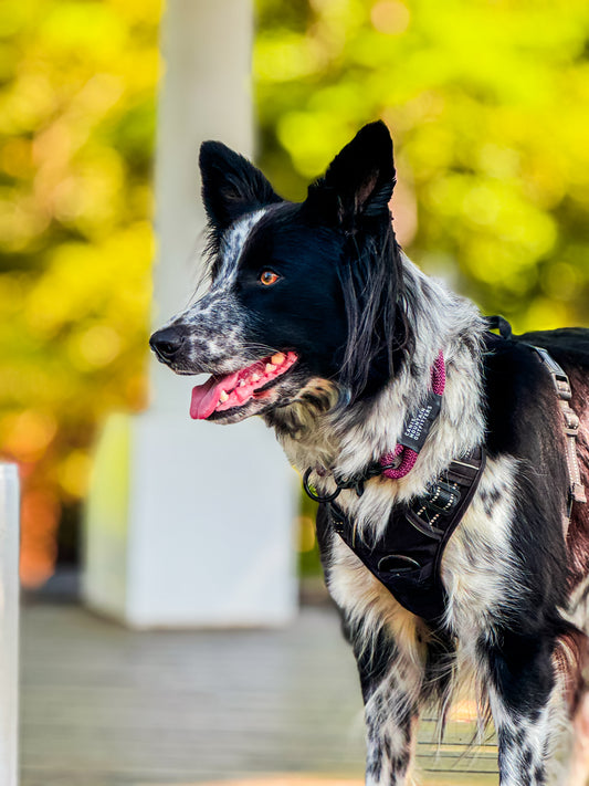 Canis Slip Collar - ES - Limited - Grape